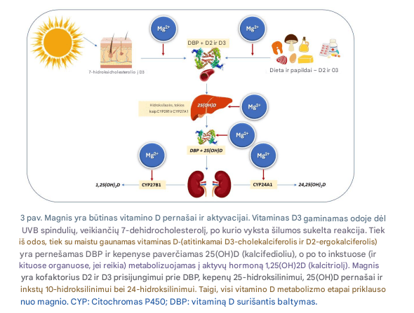 Vitamino D ir magnio derinio svarba fiziškai aktyviems žmonėms