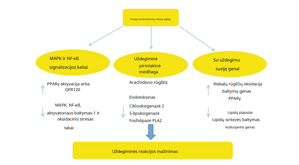 Kaip Omega-3 riebalų rūgštys valdo žarnyno sveikatą ir imunitetą