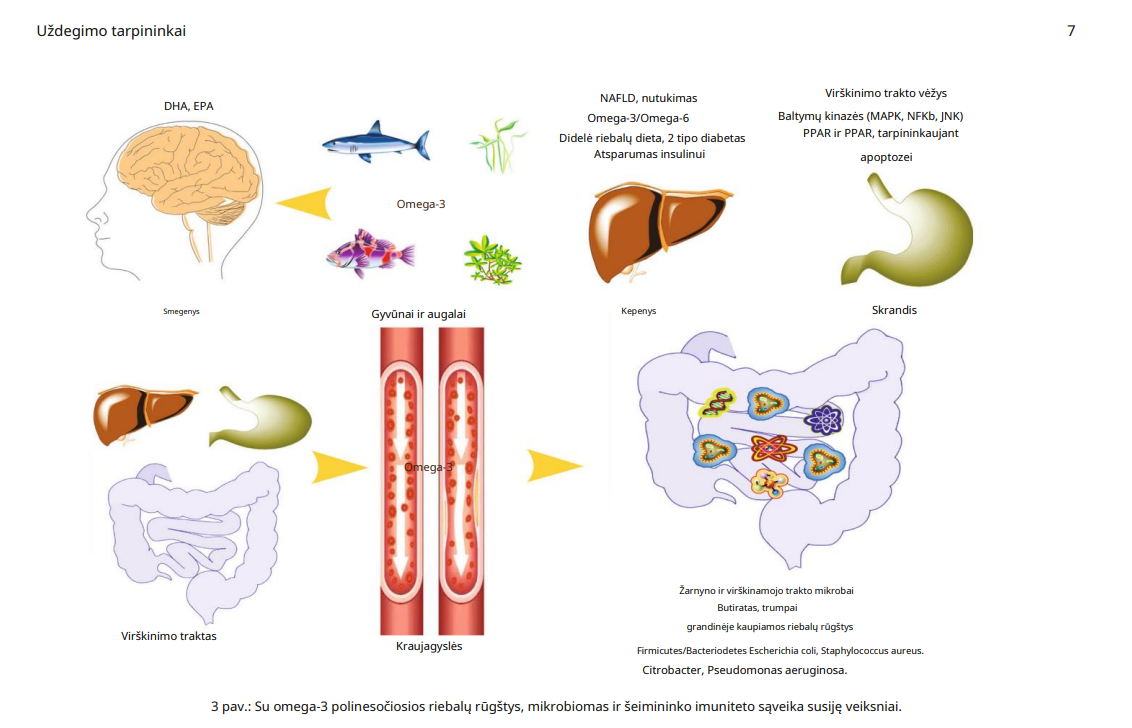 Omega-3 ir žarnyno imunitetas: uždegimo stabdys Omega-3 PUFA gebėjimas mažinti uždegimą seniai žinomas lėtinių ligų kontekste, tačiau apžvalginis straipsnis pabrėžia ir lokalų jų poveikį žarnynui. Mokslininkai išskiria kelis pagrindinius mechanizmus: Imuninių ląstelių signalų reguliavimas Omega-3 gali slopinti uždegimines signalines grandis (NF-κB, MAPK, JNK) ir mažinti tokios medžiagos kaip TNF-α gamybą. Arachidono rūgšties (AA) „išstūmimas“ EPA ir DHA tampa alternatyviu substratu COX ir LOX fermentams, taip trukdydamos AA virsti pro-uždegiminiais eikozanoidais. Rezultatas – mažiau uždegimą skatinančių molekulių. Genų, susijusių su uždegimu, raiškos pokyčiai Omega-3 aktyvina PPARγ ir GPR120 receptorius. Tai padeda slopinti uždegiminių genų ir skatinti riebalų rūgščių oksidaciją bei gerinti žarnyno barjero funkciją. Dėl šių procesų omega-3 siejamos su mažesniu žarnyno uždegimu, geresne barjero funkcija ir palankesnėmis sąlygomis žarnyno mikrobiotai.